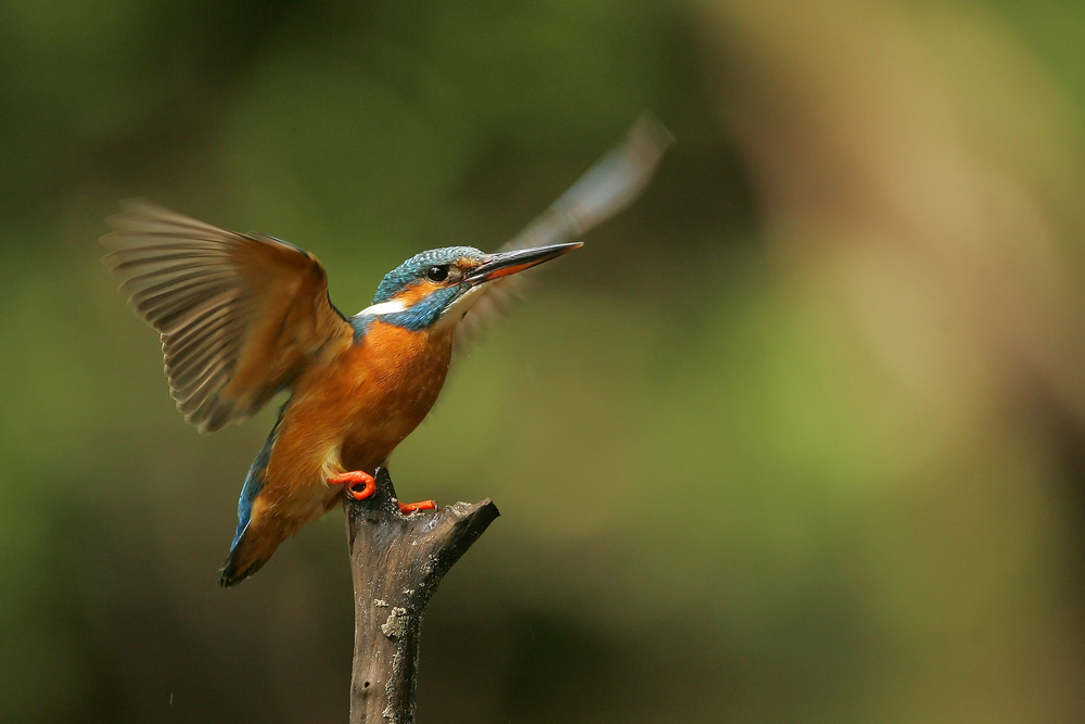 Top Tips for Nature Photography